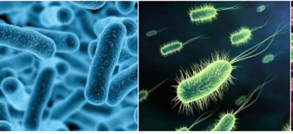 细菌及微生物检测